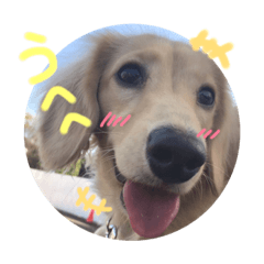 Cute dog stamps