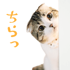 まんまる猫の「どんぐり」２