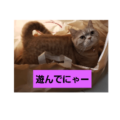 cat_20190322134625