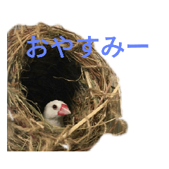 sumire_20190322223300