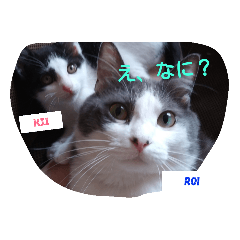 straycat22_20190323003019