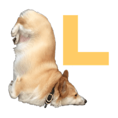 Corgi - LUKE -