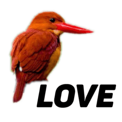 ハイクオリティ野鳥のメッセージ