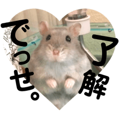 Kansai accent hamster 2