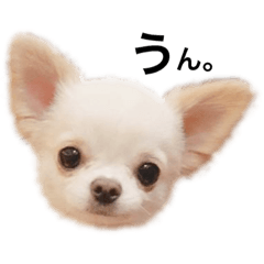 chihuahua stickers by hota_chee