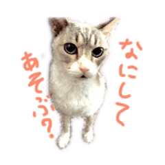 飼い猫のきもち Line スタンプ Line Store