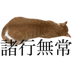 Wasabi's talking stickers