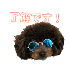 toypoodle RIO