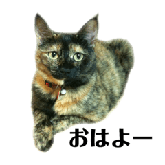 りんちゃんスタンプ(ネコあいさつ)