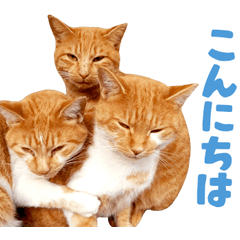 Cat familys Vol.3 [Honorific]