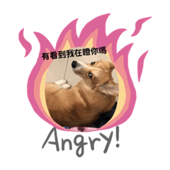 可愛的小柯基