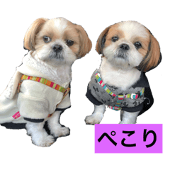 Shih Tzu Kai & Riku