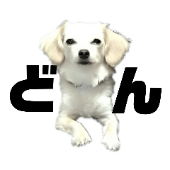 Charlie_20190324002739