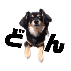 Charlie_20190324144452