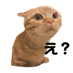monaka cat