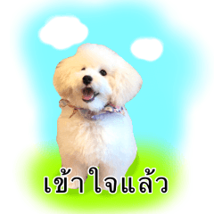 Cotton Candy Toy Poodle (tai)