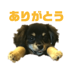 Charlie_20190325111436