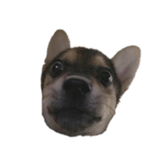 是狗