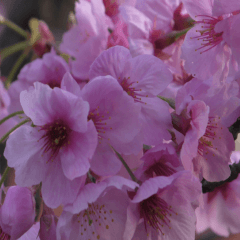 Suruga Sakura