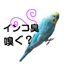 Piichan of budgerigar