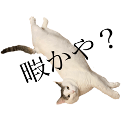 猫だって出雲弁話すわね