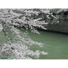 桜、さくら、春のメッセージ