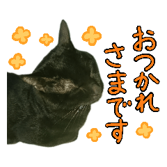 黒猫のクロス(日常ver.)