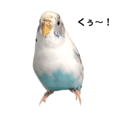 Budgerigars Karin