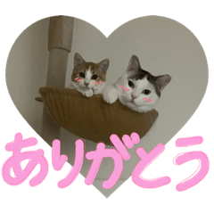 chi-mai_20190325214639