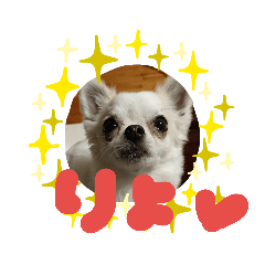 chihuahua MUGI-chan 2