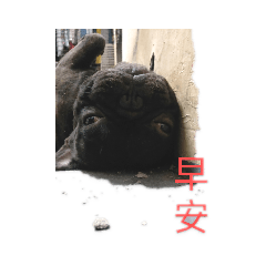 阿屁鬥與阿崩的特寫