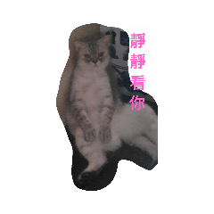 寵物交流