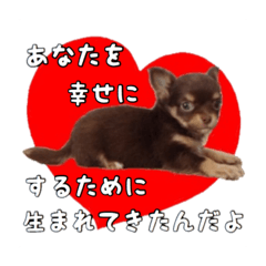 Cocoa_20190217233233