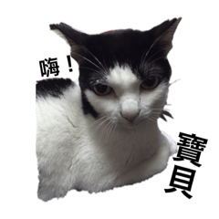 Niu meow
