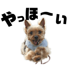 Hana_20190320093111pochi