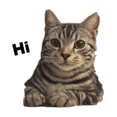 美國短毛貓-Mina寫真集1