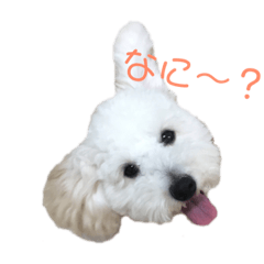 CHIE_20190326193512