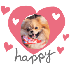 pon_Pomeranian