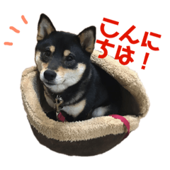 Happy stamp of midget shiba koko