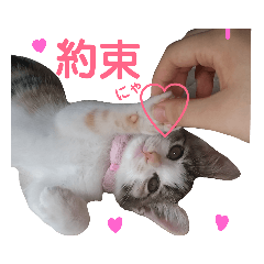 Heart cat Fuku 2