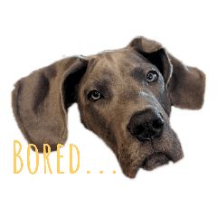 Great Dane Bleu