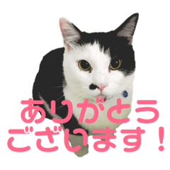 akaneko_20190327205101