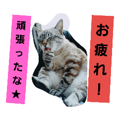 ねこねこgo Go Line スタンプ Line Store