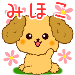 Only for Toy Poodle everyday Mihoko