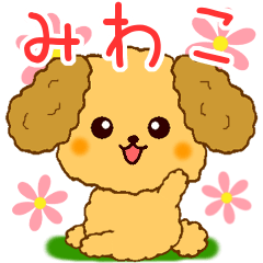 Only for Toy Poodle everyday MIwako
