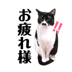 横浜の保護猫たち