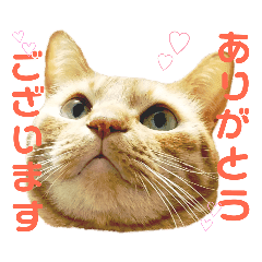 猫 ねこ ネコ Cat 敬語 リアル スタンプ Line スタンプ Line Store 猫 ねこ ネコ Cat 敬語 リアル スタンプ Line スタンプ Line Store