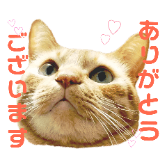 猫 ねこ ネコ Cat 敬語 リアル スタンプ Line スタンプ Line Store