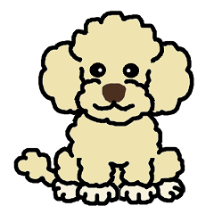 Daily life with toy poodle (cream)