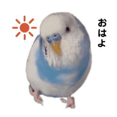 セキセイインコ 日常スタンプ Line スタンプ Line Store